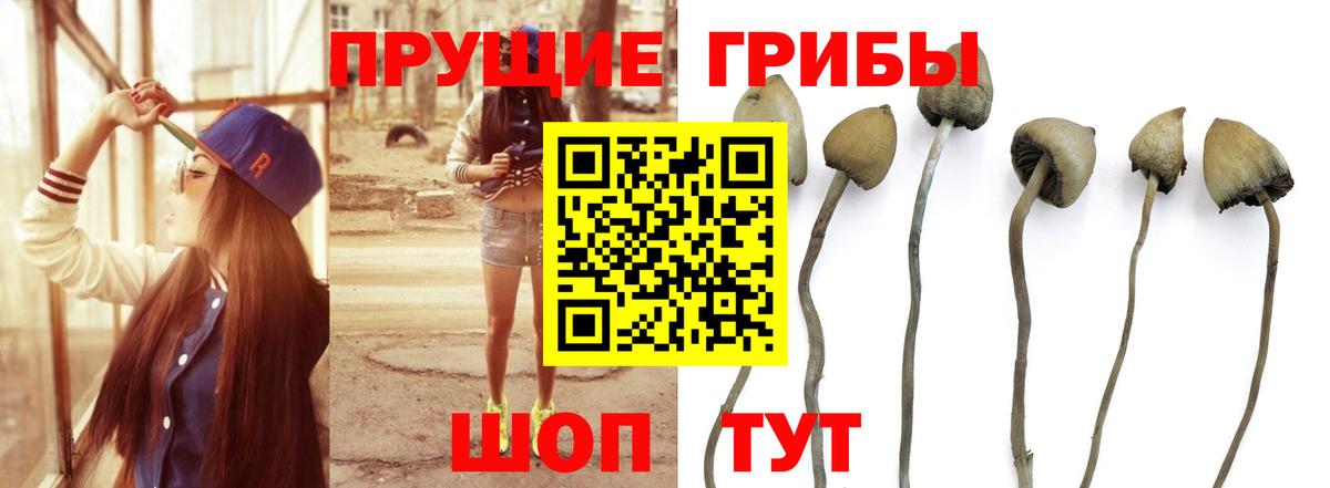 Туймазы  Псилоцибиновые грибы Cubensis  Вход с VPN  Псилоцибиновые грибы прущие грибы 